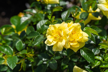 緑と調和する春の黄色いバラ