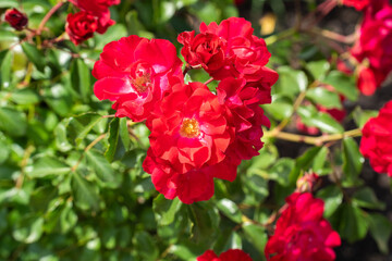 春の日差しが眩い、赤いバラの花

