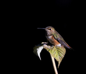 hummingbird on a branch