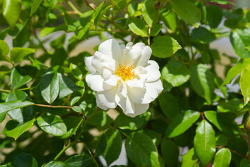 春の日差しとしろいバラの花