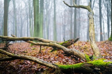 A large moss covered branch in the Kobiór forests near Tychy, in an autumn woodland with morning fog. The branch resembles a hand, creating an intriguing natural composition. © summit fever