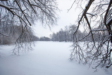  winter landscape, snowy field and bare trees on the background