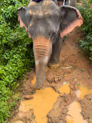 Elephant walks through mud in the jungle, front view from above, puddles after rain, nobody