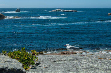 Seascape on Tasmania’s east coast showing rugged rocks and ocean waves, perfect for tourism promotions, outdoor storytelling and environmental themes.