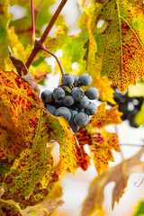 grapes in autumn
