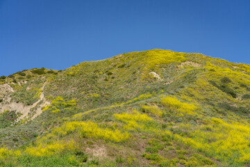 Wildflowers on the hillside in April. Ventura County, California. Red Mountain(Santa Ynez Mountains). coastal terrace. U.S. Route 101, or U.S. Highway 101 (US 101)
