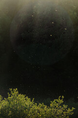 particles in the sun beams by tree