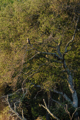 owl at a tree in the forest