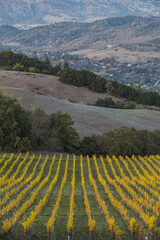 vines field in the mountains