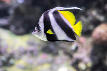 Pesce Farfalla Pennato, Heniochus acuminatus, Acquario di Genova, Liguria, Italia, Europa © Giovanni Laudicina