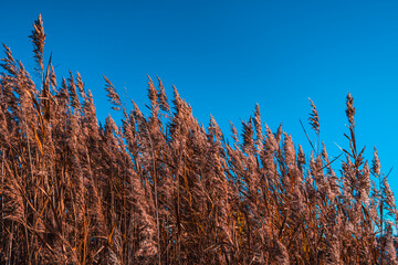 reed against blue sky