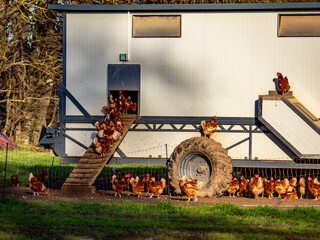 Freilaufende Hühner an einem Hühnerwagen  © focus finder