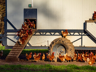Freilaufende Hühner an einem Hühnerwagen 