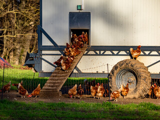 Freilaufende Hühner an einem Hühnerwagen  © focus finder