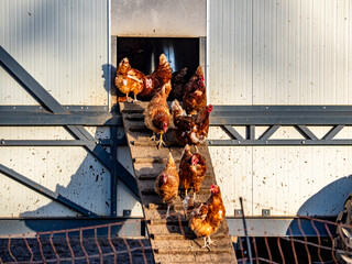 Freilaufende Hühner an einem Hühnerwagen  © focus finder