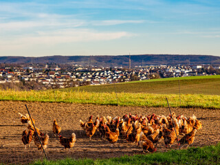 Freilaufende Hühner an einem Hühnerwagen  © focus finder