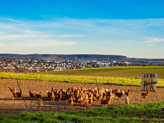 Freilaufende Hühner an einem Hühnerwagen  © focus finder