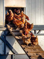 Freilaufende Hühner an einem Hühnerwagen  © focus finder