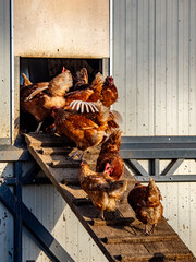 Freilaufende Hühner an einem Hühnerwagen  © focus finder