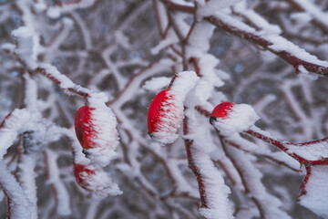 snow-covered hawthorn berries up close