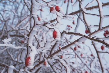 snow-covered hawthorn berries up close
