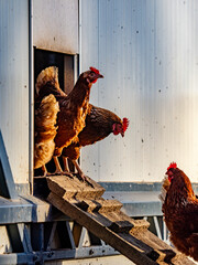 Freilaufende Hühner an einem Hühnerwagen  © focus finder
