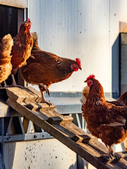 Freilaufende Hühner an einem Hühnerwagen  © focus finder