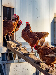 Freilaufende Hühner an einem Hühnerwagen  © focus finder