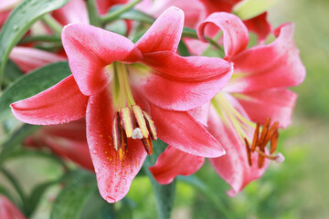 Macro shot of red lilies with vivid petals, green background and detailed stamens. Perfect floral image for invitations, editorial content, luxury branding, product design and botanical themes.