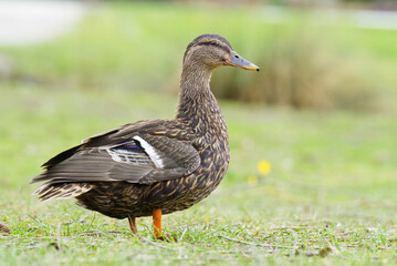 Weibliche Stockente