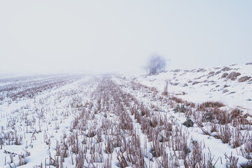 winter landscape with snow in mist