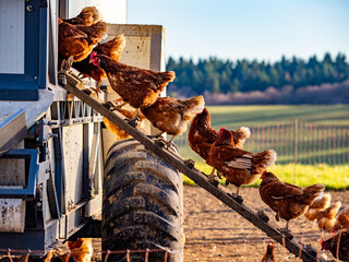 Freilaufende Hühner an einem Hühnerwagen  © focus finder