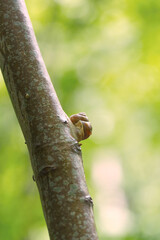 Weinbergschnecke am Ast im Hochformat