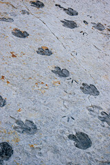 Dinosaur Footprints