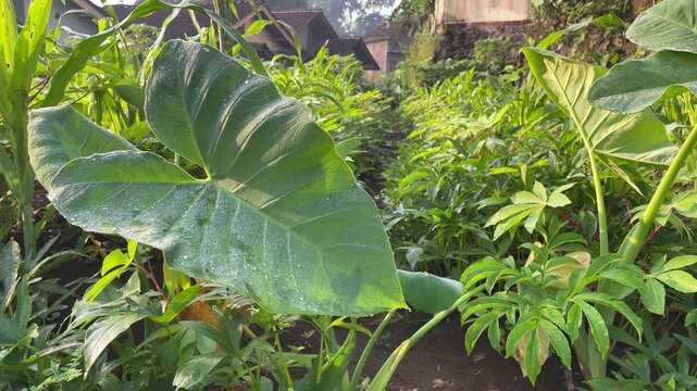 A large green taro leaf with dew drops in a lush garden setting under natural light.