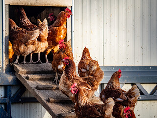Freilaufende Hühner an einem Hühnerwagen  © focus finder