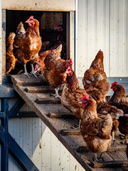 Freilaufende Hühner an einem Hühnerwagen  © focus finder