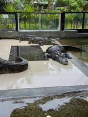Crocodiles lie in the water at the crocodile farm in rainy weather