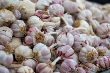 Fresh garlic bulbs selling at a local market