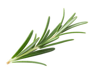 Fototapeta premium Fresh Rosemary Herb Isolated on White