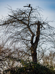 Kahler Obstbaum im Winter