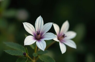 Two white Althaea officinalis flowers bloom with purple centers. Green leaves surround the delicate petals. One flower is sharp, other soft blur.