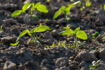 Young plants grow in soil during the day as sunlight shines on the garden area with green leaves
