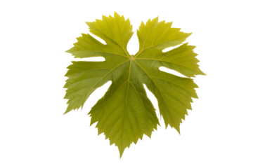 single vibrant green grape leaf with detailed veins . Isolated on transparent background, png
