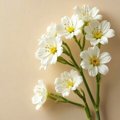 Fototapeta premium White small flowers with yellow centers on green stems. Delicate natural floral arrangement on soft beige backdrop. Botanical detail on pastel background.