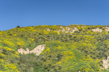 Wildflowers on the hillside in April. La Conchita, Ventura County, California. Red Mountain(Santa Ynez Mountains). coastal terrace. U.S. Route 101, or U.S. Highway 101 (US 101)
