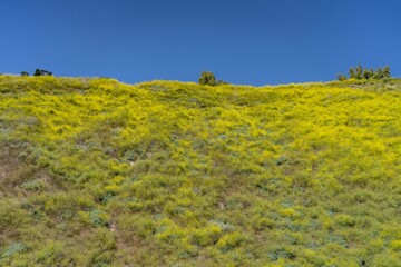 Wildflowers on the hillside in April. La Conchita, Ventura County, California. Red Mountain(Santa Ynez Mountains). coastal terrace. U.S. Route 101, or U.S. Highway 101 (US 101)

