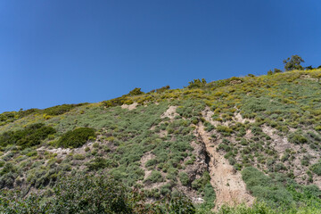 Wildflowers on the hillside in April. La Conchita, Ventura County, California. Red Mountain(Santa Ynez Mountains). coastal terrace. U.S. Route 101, or U.S. Highway 101 (US 101)
