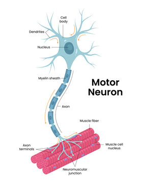 Vector illustration of a motor neuron.  Nervous system