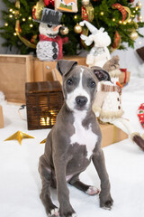 Gray Pitbull puppy with a white chest posing on a white background, surrounded by a Christmas tree,...